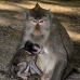 monkey_macaque_balinese_mf_ubud_v_1406_bal5127.jpg